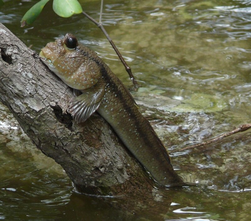 Рыба, ползущая на дерево
