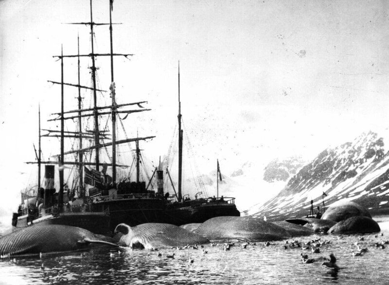Норвежское китобойное судно и мертвые киты вокруг, Шпицберген, 1905 год.