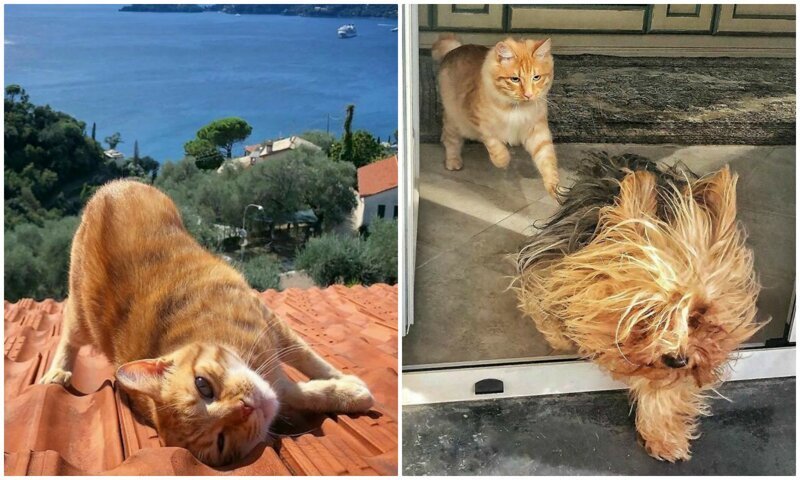 Итальянка показывает насыщенную жизнь своего шикарного рыжего котяры
