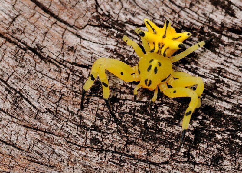 Доставайте огнемет: 15 самых странных пауков мира