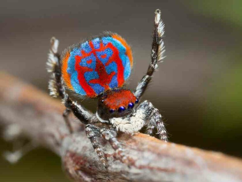 Доставайте огнемет: 15 самых странных пауков мира