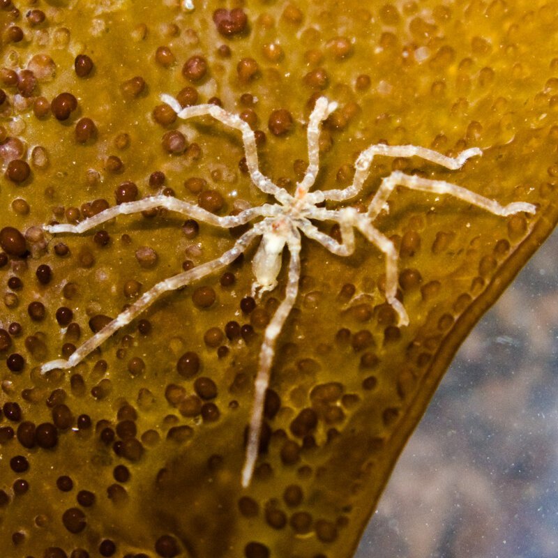И один близкий сородич - Многоколенчатые, или Pycnogonida, или Pantopoda, или морские пауки