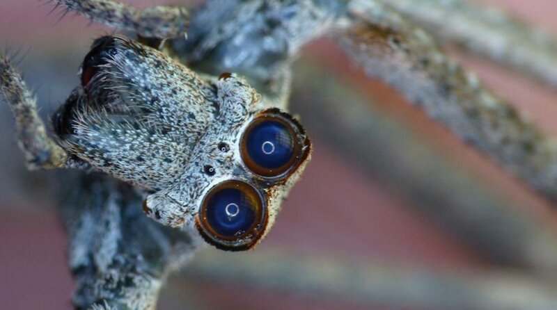 Net-Casting Ogre-Face Spider - прозванный двухглазым пауком-людоедом, потому что его лицо похоже на человеческое. На самом деле глаз восемь, но эти самые большие