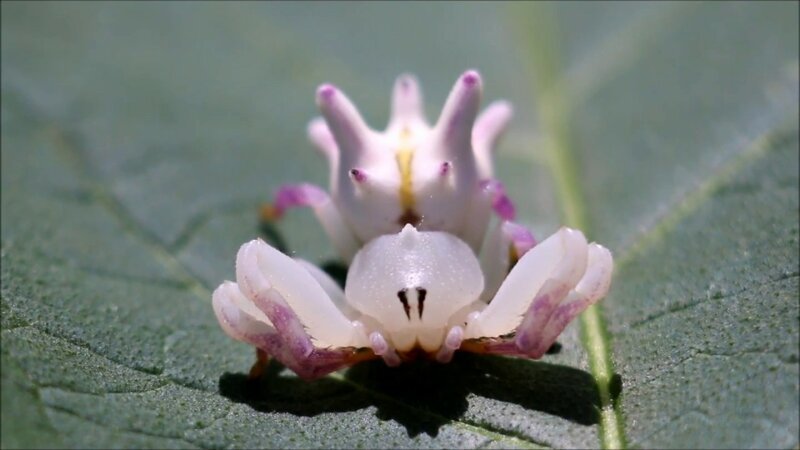 Epicadus heterogaster - живет в орхидеях