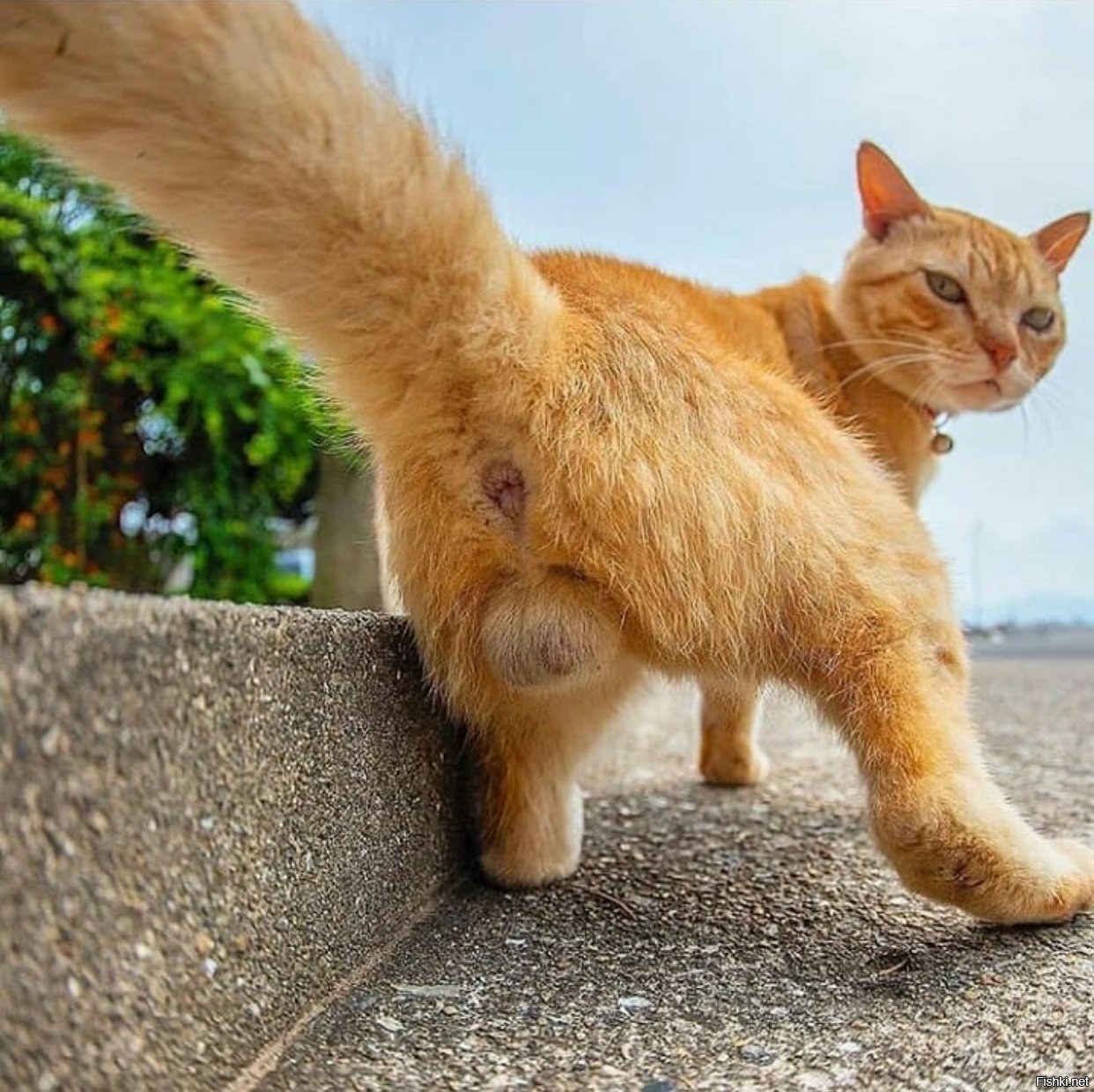 Кошачья жопа