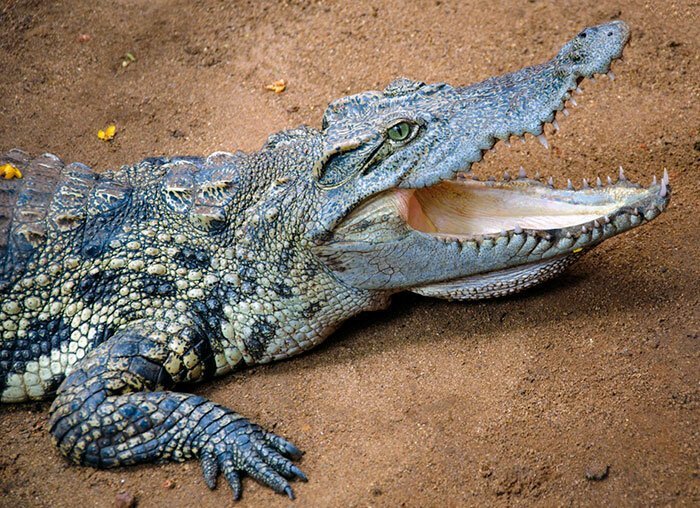 15. Крокодилий помет от нежелательной беременности