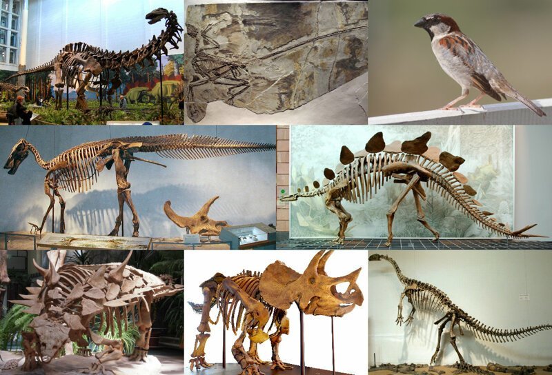 8) Жизнь после динозавров  66–65 миллионов лет назад