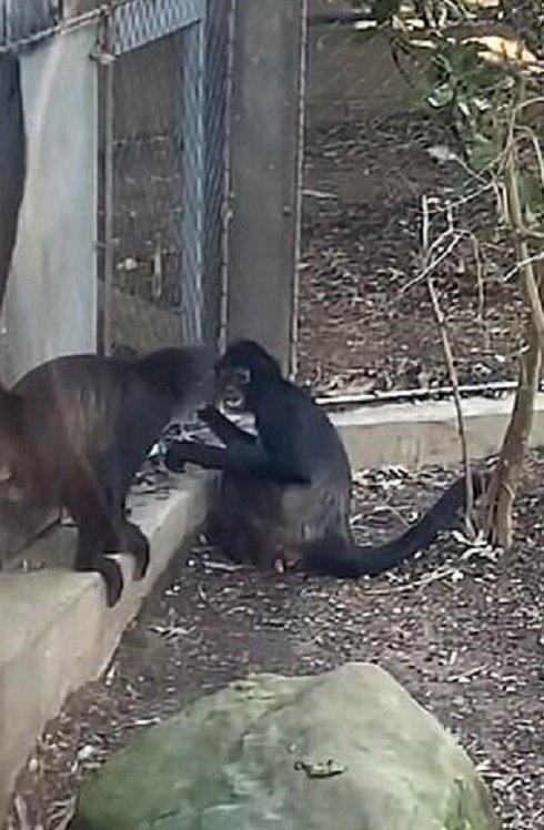 Обезьяна оставила посетителя зоопарка без айфона