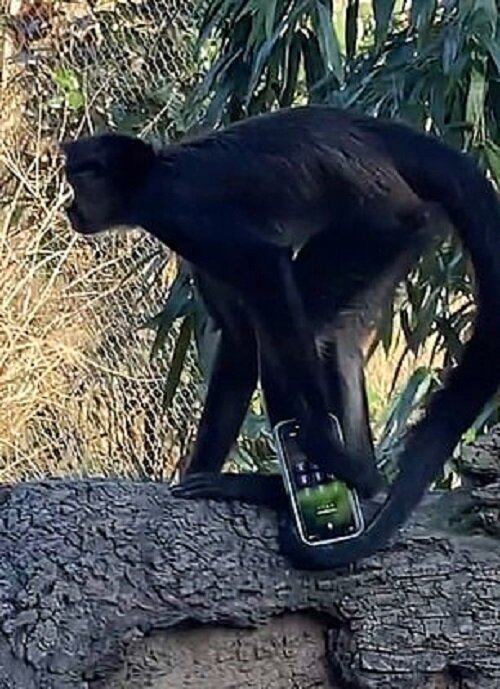 Обезьяна оставила посетителя зоопарка без айфона
