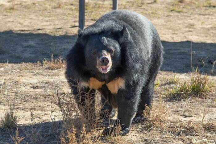 Толстого медведя из США  посадили на диету