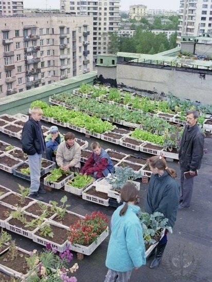 12. Выращивание овощей на крыше одного из домов Санкт-Петербурга, 90-е