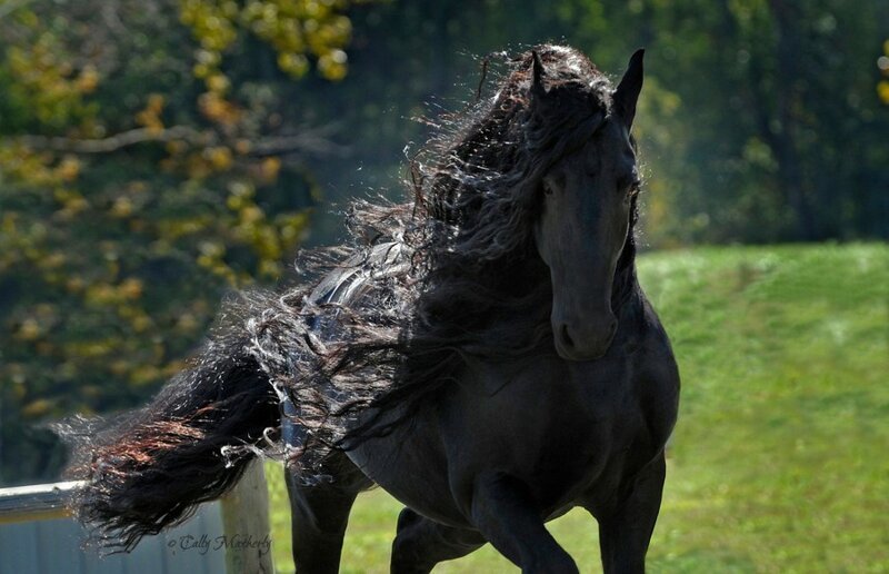 Самая красивая лошадь в мире — черный жеребец Фридрих Великий