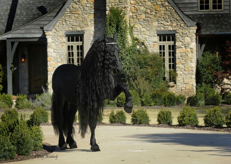 Самая красивая лошадь в мире — черный жеребец Фридрих Великий