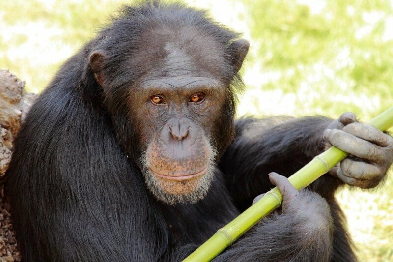 1. Женщина, растерзанная шимпанзе своей подруги