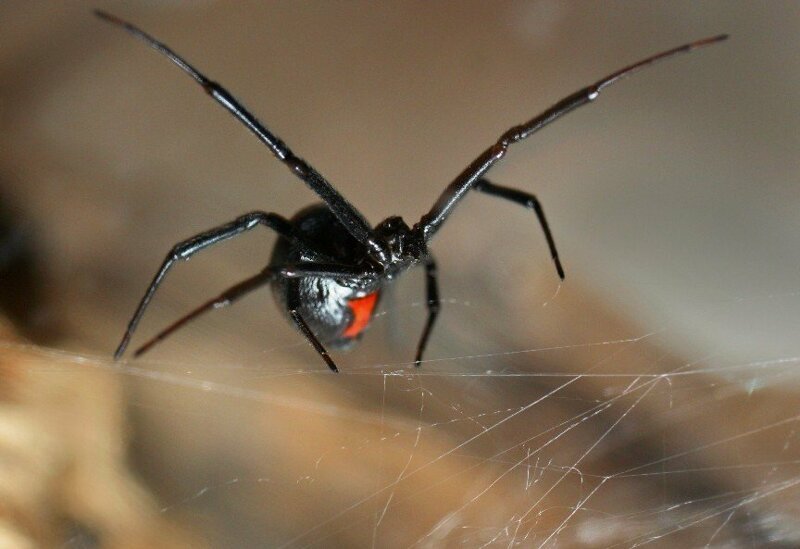 2. Немец, убитый пауком