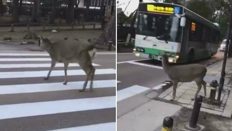 Даже дикое животное умнее некоторых пешеходов