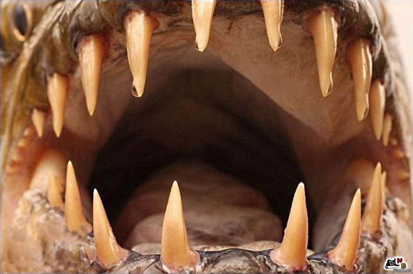самые страшные зубы фото