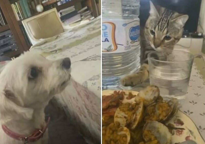 Собака не позволила кошке стащить еду со стола