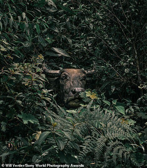 Уилл Вентер, ЮАР - Буйвол в лесной тени