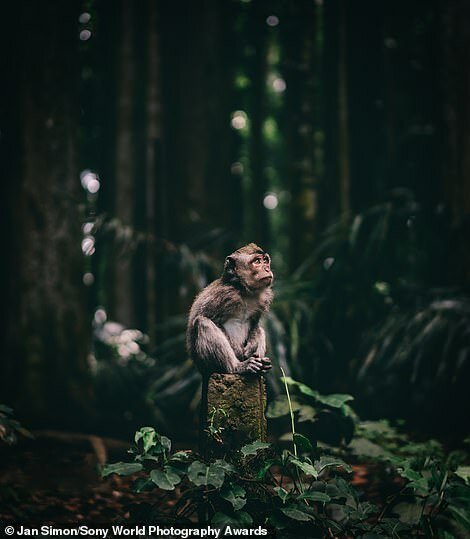 Ян Симон, Чехия - В джунглях Индонезии
