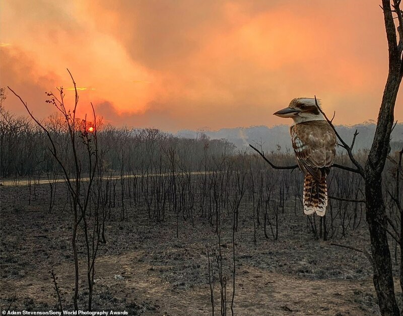 Адам Стивенсон, Австралия - "Кукабарра, глядящая на лесной пожар"