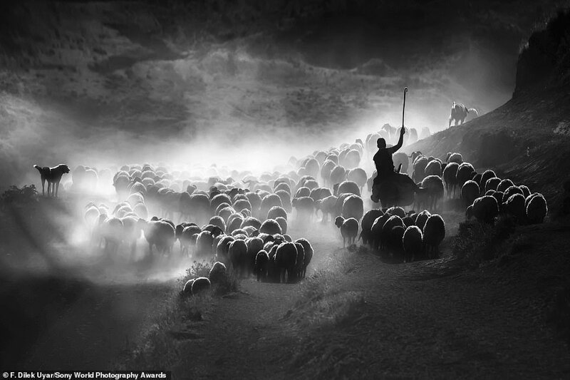 Дилек Уяр, Турция - Овечьи стада в Битлисе