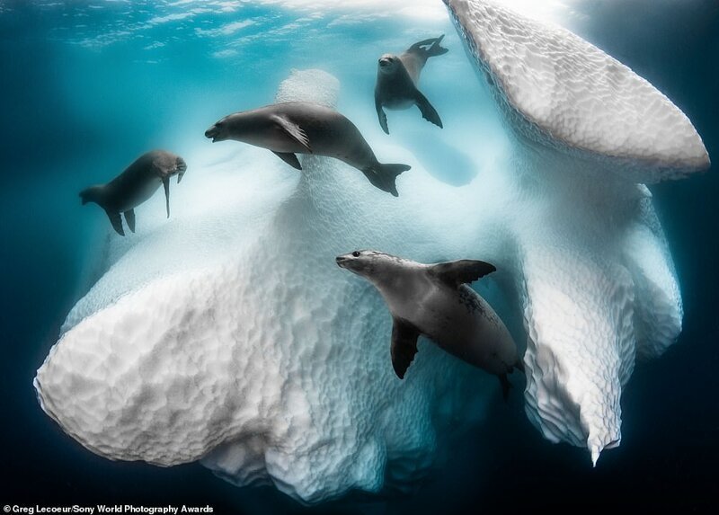 Грег Лекёр, Франция - Тюлени-крабоеды в поисках добычи