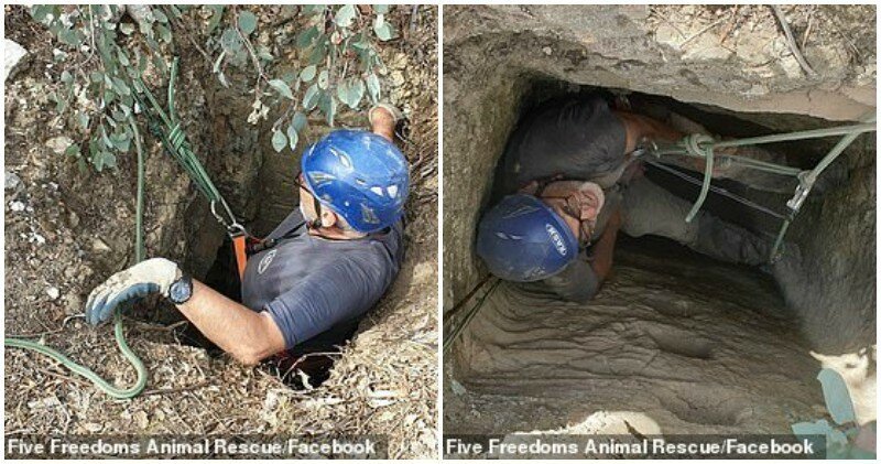 Выжившие: золотоискатель обнаружил под землей кенгуру с кенгуренком