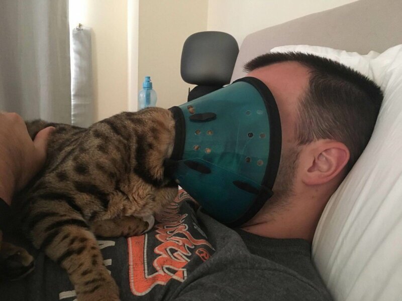 Коты
