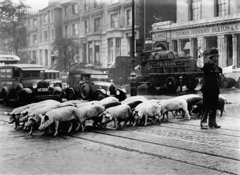 Лондон, 1930г. Свиньи переходят дорогу.