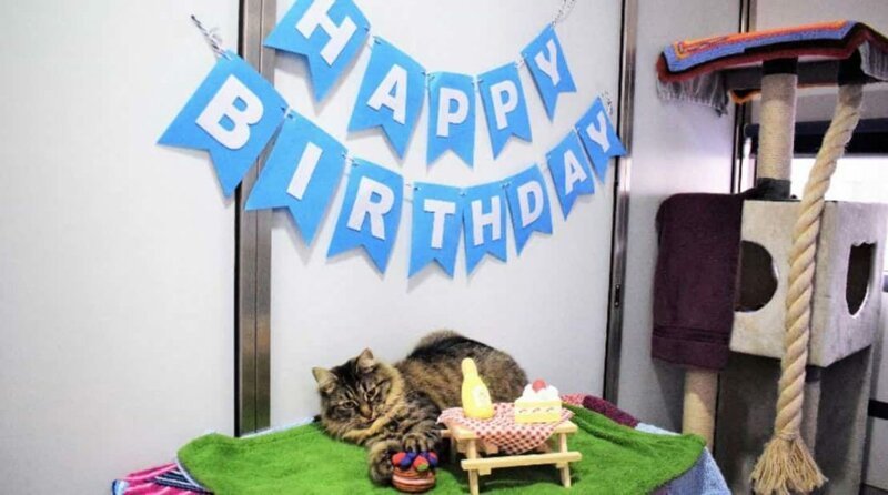 К приютской кошке никто не пришел на день рождения, и персонал принял меры