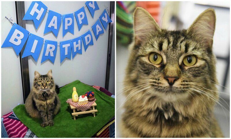 К приютской кошке никто не пришел на день рождения, и персонал принял меры