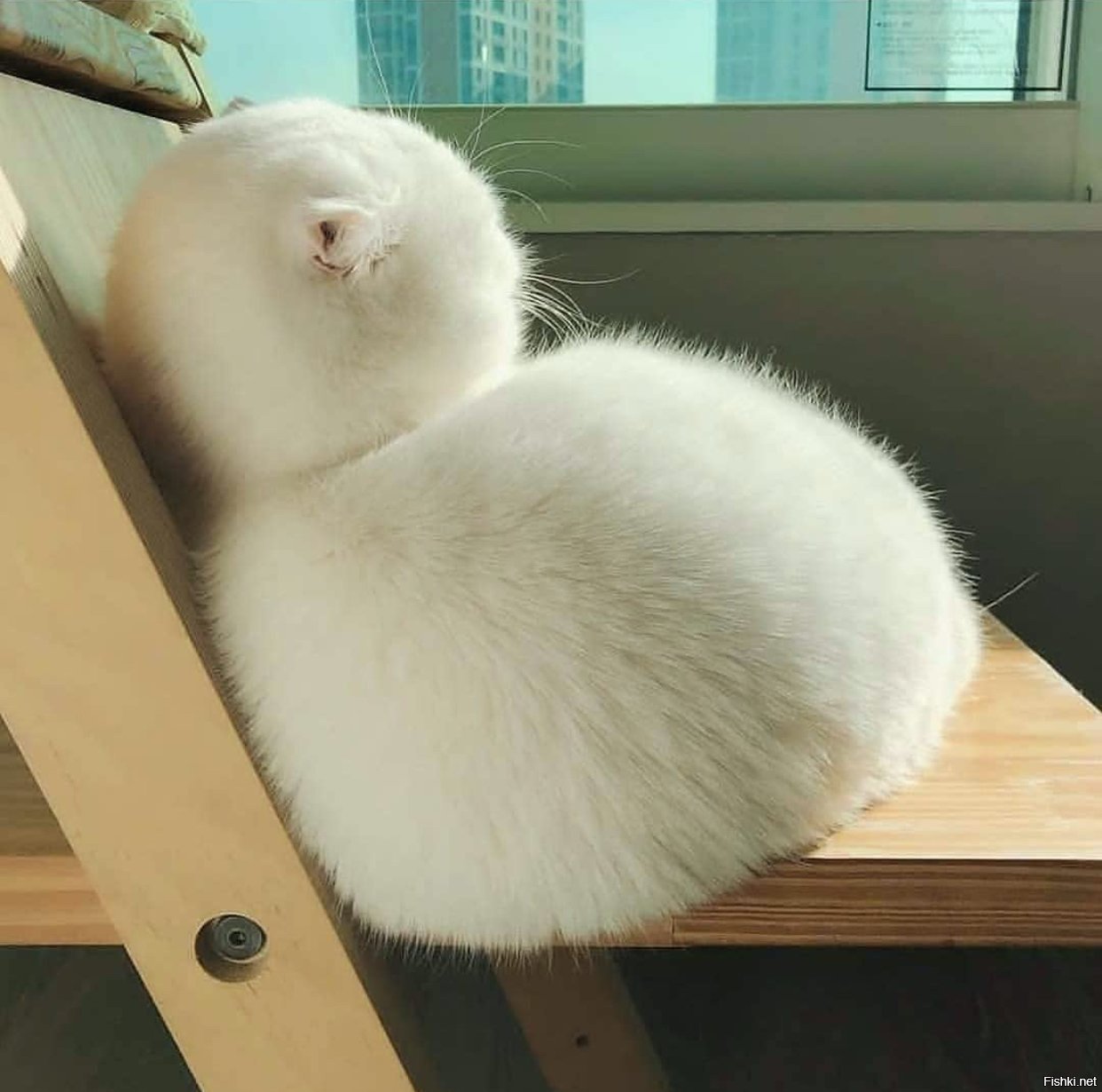 Обиженный кот картинки