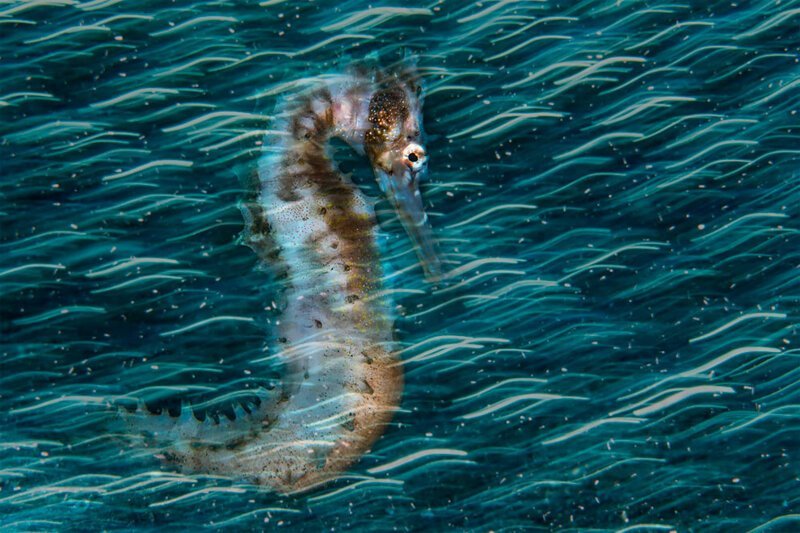 18. Морской конек под водной гладью, Филиппины - Nur Tucker, Великобритания