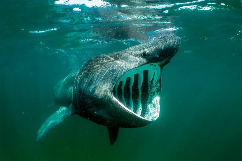 20. Гигантская (или исполинская) акула в водах Шотландии, Will Clark