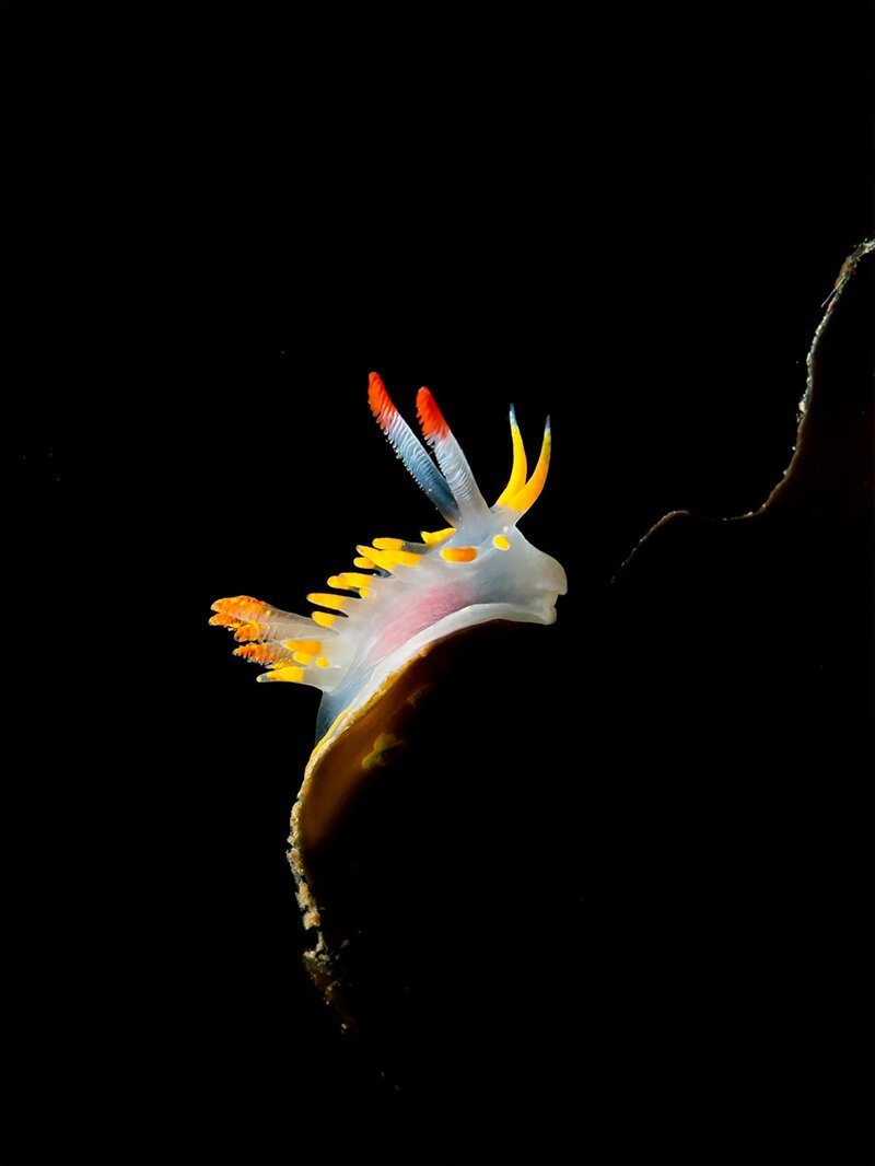 23. "Элегантность", или слизняк Okenia elegans - фотограф Dan Bolt, Великобритания