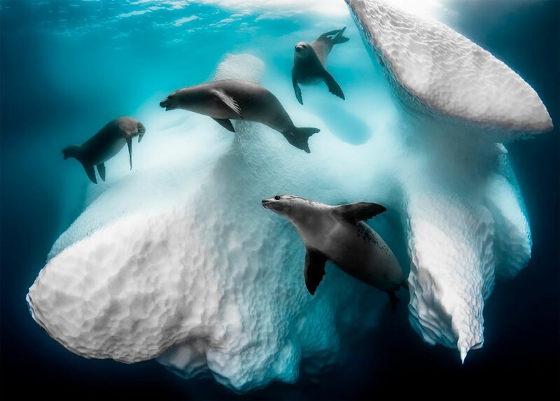 1. "Холодный мобильный дом" - снимок, сделанный в Антарктиде, принес автору Грегу Лекёру (Greg Lecoeur) титул лучшего подводного фотографа 2020 года