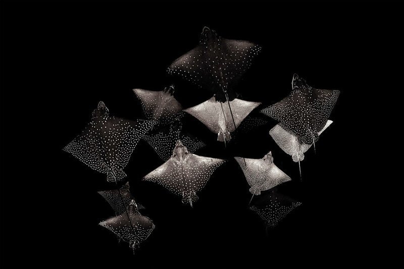 14. "Созвездия орляковых скатов" на Мальдивах - Henley Spiers, Великобритания