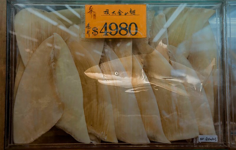 3. Фото акульих плавников на Гонконгском продуктовом рынке, и наложенное на него фото акулы на острове Мисул в Индонезии, David Alpert