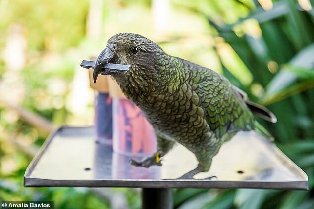 Ученые выяснили, что попугаи понимают основы теории вероятностей