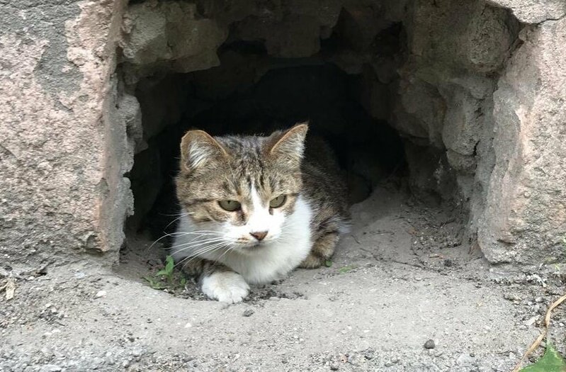 Пещерный кот