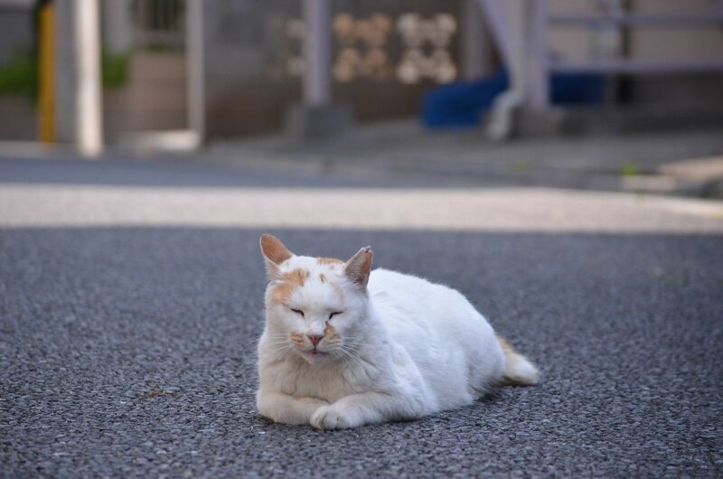 Очаровашка дзен. Кот дзен. Белый кот со спины. Кошка дзен.