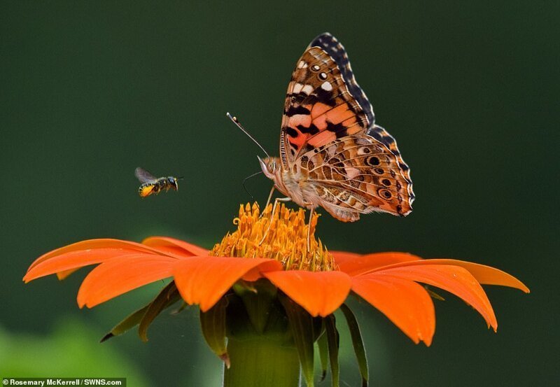 Бабочка и пчела. Розмари МакКеррелл, победитель в категории "мир садовника"
