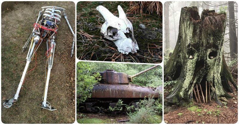 20 загадочных находок, которые люди случайно обнаружили в лесу