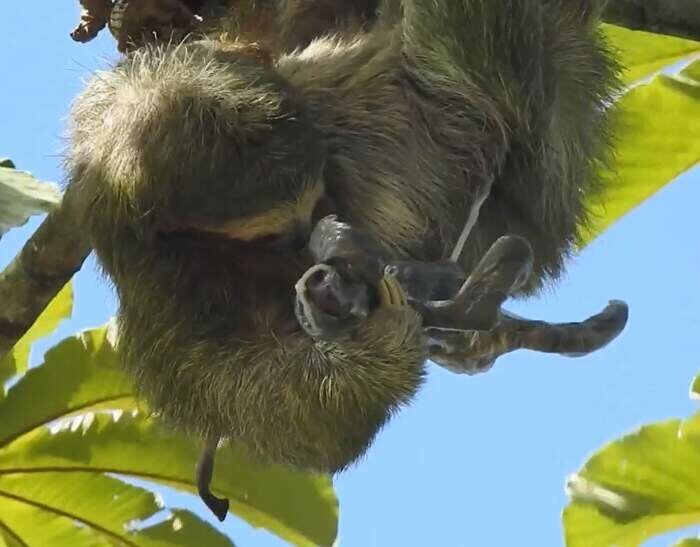 Удивительный момент: мама-ленивец родила малыша на дереве