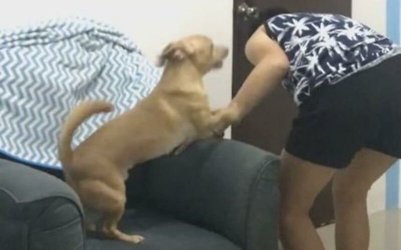 Хозяйка разыграла своего пса, изобразив будто тот стал невидимым
