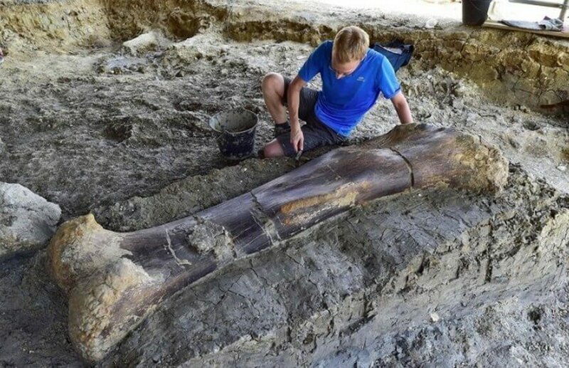 Недавняя находка из Франции - кость динозавра, жившего 140 млн лет назад, весом в 500 кг