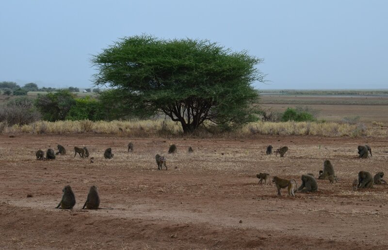 Сафари по Танзании. Озеро Маньяра