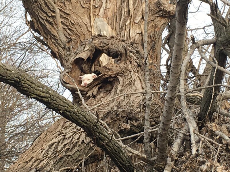 Животное из Канзаса (США) наверняка гордилось тем, что научилось взбираться на деревья