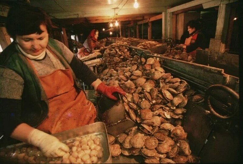 Обработка моллюсков на заводе, 1997 год.